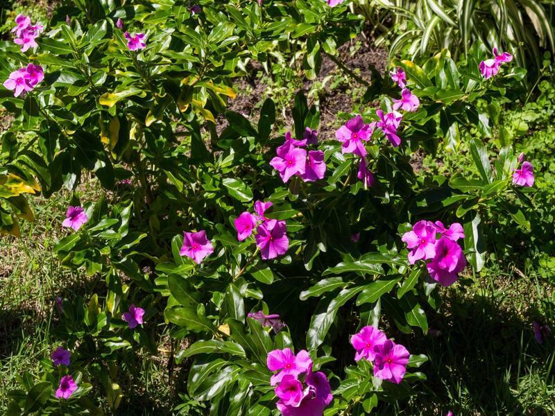 Pousada Buzios Garden Buitenkant foto